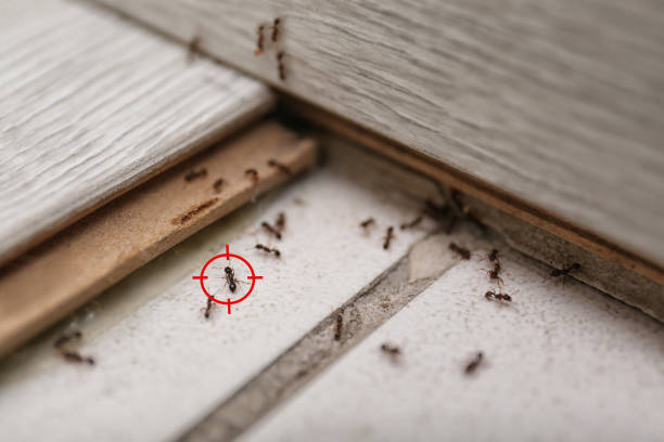 Best Wildlife Control Services  in Longmont, CO
