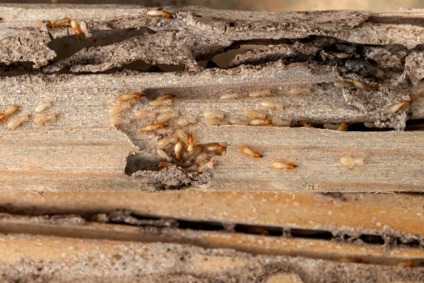 Best Wasp Removal Services  in Longmont, CO