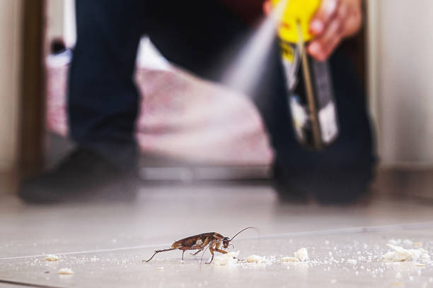 Best Rodent Control Near Me  in Longmont, CO