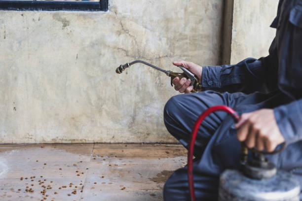 Best Affordable Pest Control Services  in Longmont, CO
